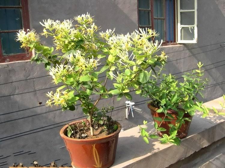 给植物补充叶绿素需要什么,绿植用什么维生素最好