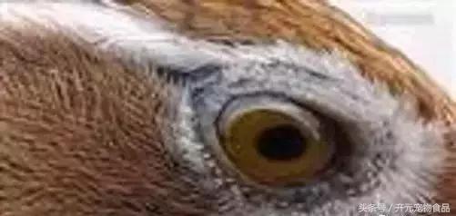 极品画眉鸟头型显示大图,极品画眉斗鸟选择