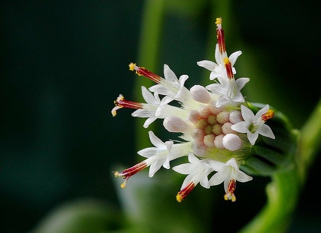 瑗跨摐澶儙澶氳倝妞嶇墿,瑗跨摐澶儙澶氳倝