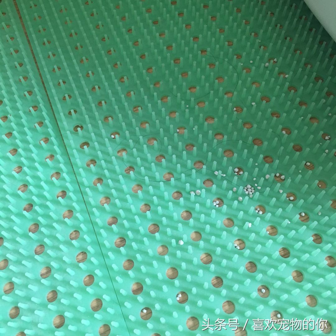 猫砂的处理方法,哪种猫砂不容易被猫弄出来