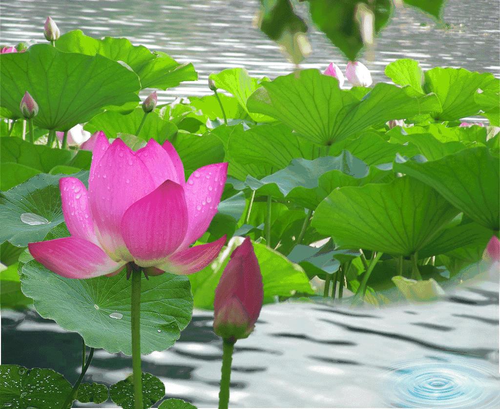 像玉米叶一样的花卉叫什么名字,适合起名的植物名字