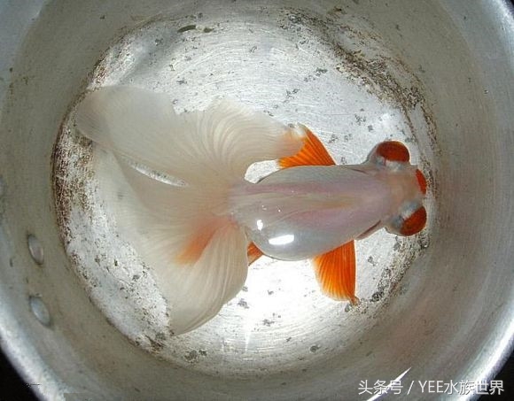 多管下水解决方案,多管齐下才有良效吗