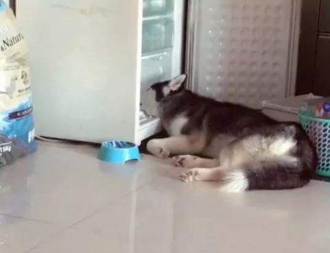 哈士奇vs雪橇犬,哈士奇是雪橇犬吧