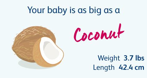 怀胎十月，胎儿悄悄长大，孕妈慢慢变胖，几张图片诠释发育过程