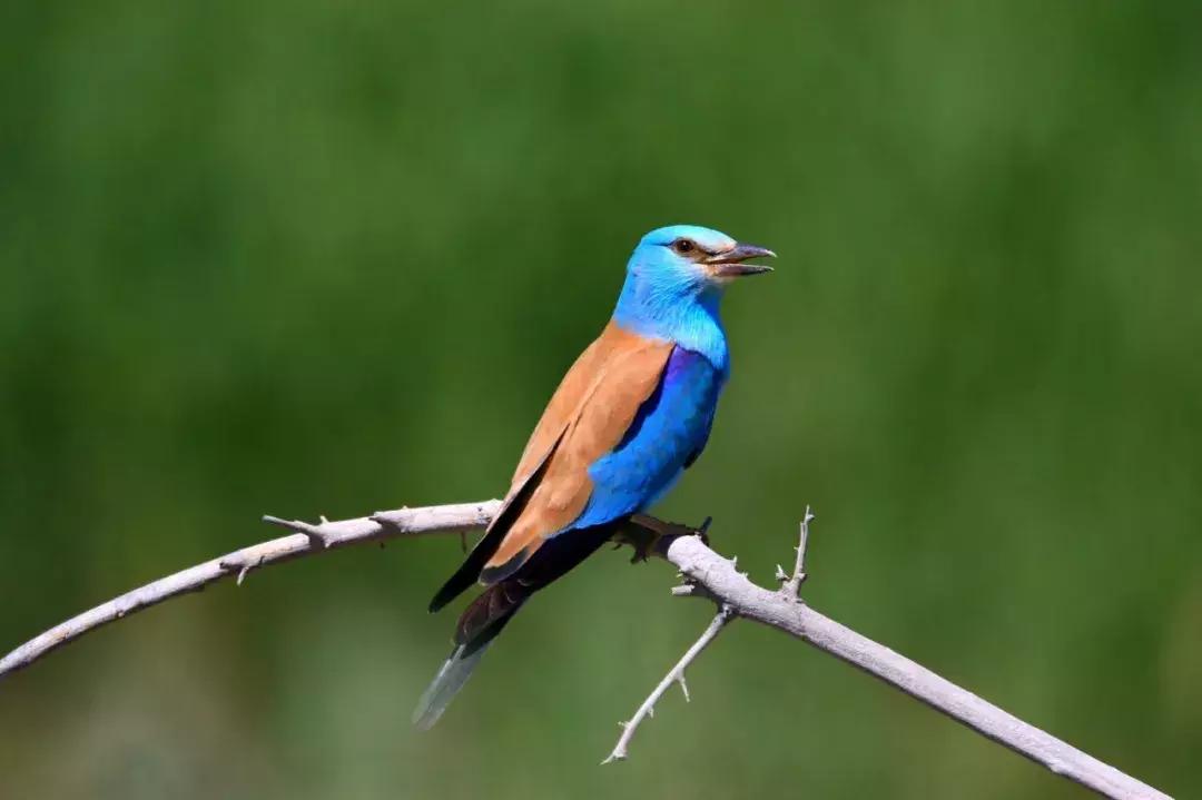 他用对葡园的爱拍出了这片人间仙境