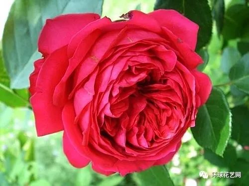稀有玫瑰花品种大全图片,九种常见玫瑰花品种排名