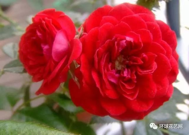 十大最稀有的玫瑰花品种图片,稀有玫瑰花品种大全图片