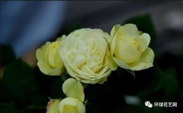 稀有玫瑰花品种大全图片,九种常见玫瑰花品种排名