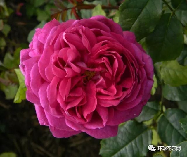 十大最稀有的玫瑰花品种图片,稀有玫瑰花品种大全图片