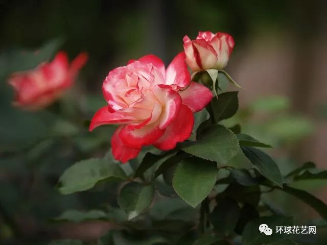 稀有玫瑰花品种大全图片,九种常见玫瑰花品种排名