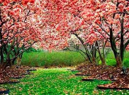 你知道“桃花运”是怎么回事吗？