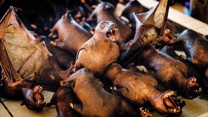 美娜多潜水圣地,印尼美娜多海豚潜水