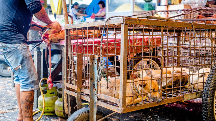 美娜多潜水圣地,印尼美娜多海豚潜水