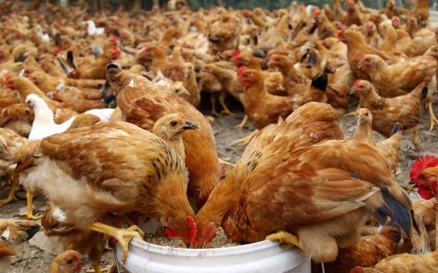 自己养的鸡无缘无故死了什么原因,家里养的鸡突然死亡能吃吗