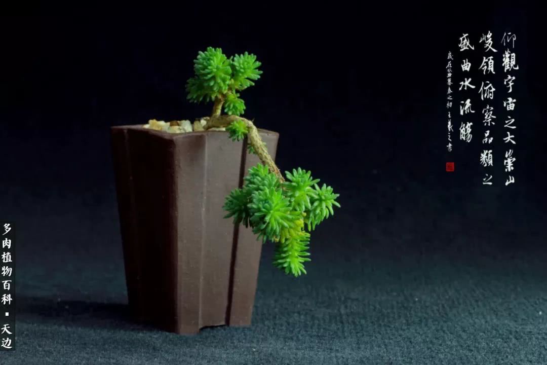 球松——不一样的美！诗一样的完美意境！