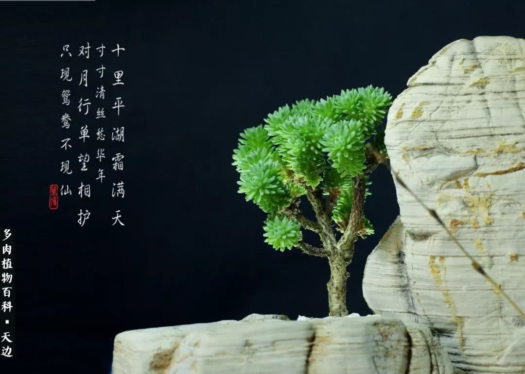 球松——不一样的美！诗一样的完美意境！