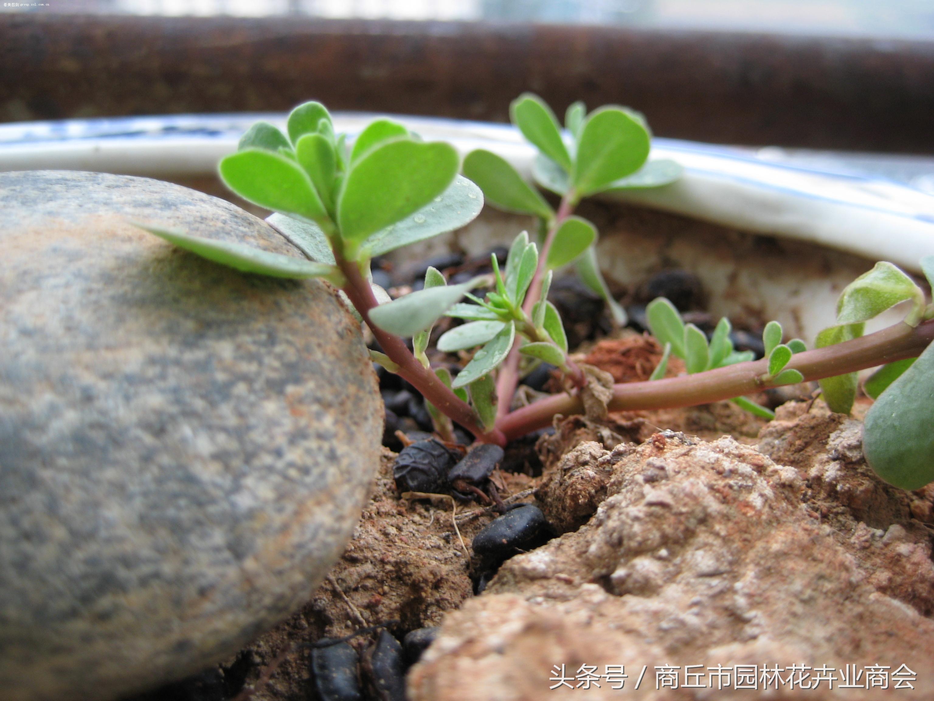 花盆里面的杂草可以拔吗,花盆底部长出根要不要剪掉