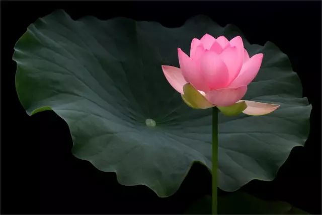 上海赏荷花最好的地方,上海秋冬拍荷花最佳地点