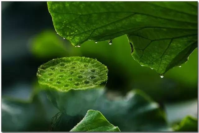 上海赏荷花最好的地方,上海秋冬拍荷花最佳地点
