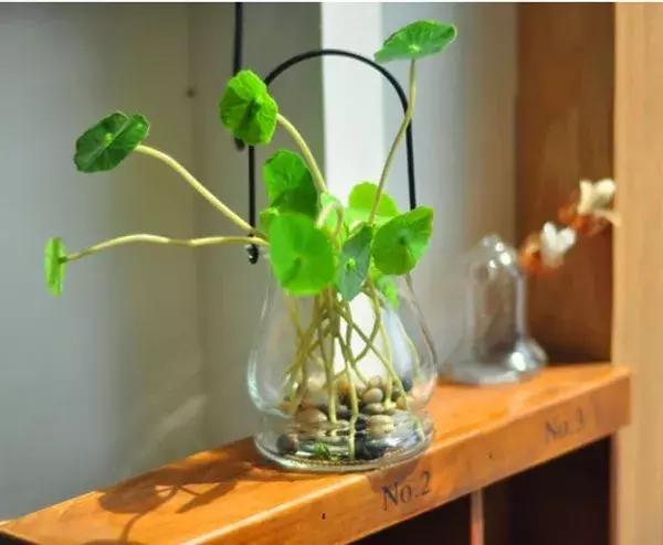 房间养花会滋生蚊子吗,家中养花能滋生蚊子吗