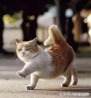 爱踢足球的猫,微笑的猫咪