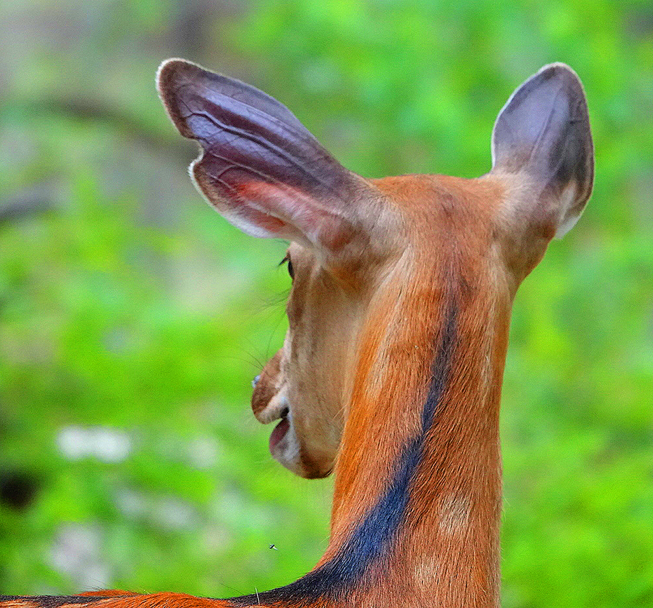 瑰丽与发展并存，机遇助东丰五彩鹿乡采风记之总结篇