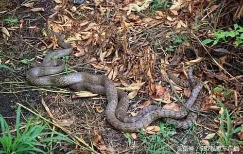 光天化日，福州一高档别墅草丛内“不可描述”的场景！吓坏居民……