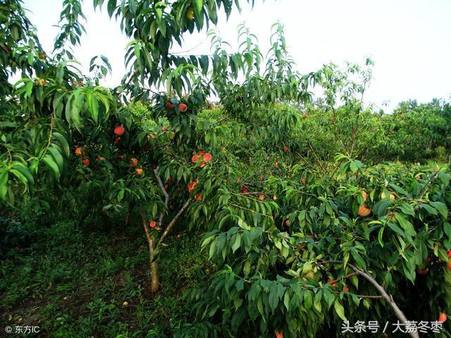 桃树摘完桃出现黄叶掉叶怎么治,桃树有桃子时候怎么修枝