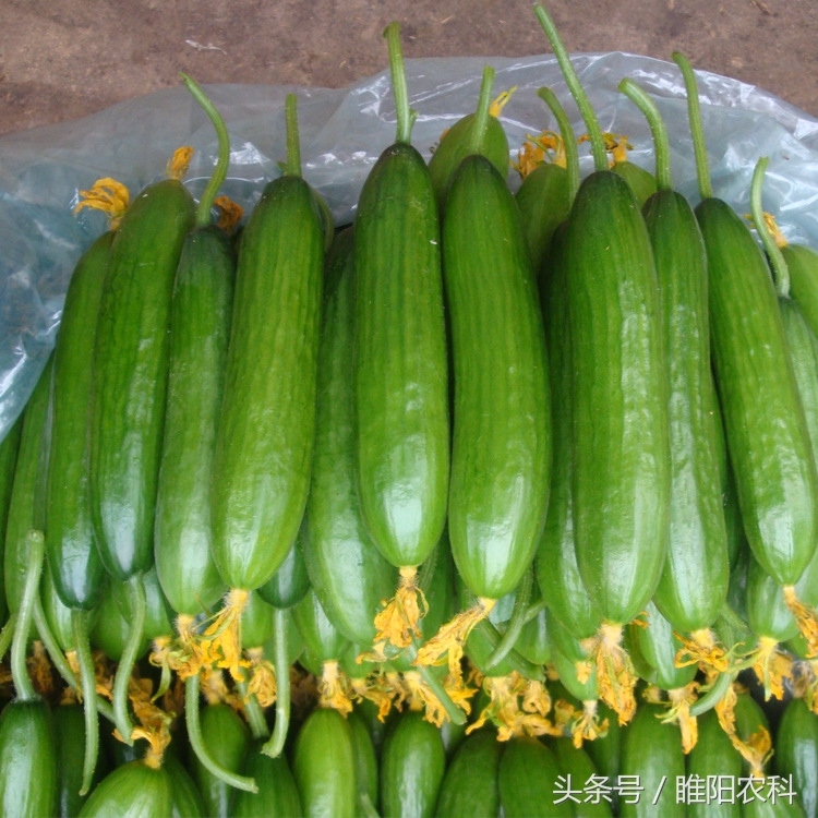一斤顶4斤，还供不应求，他们的黄瓜咋您牛
