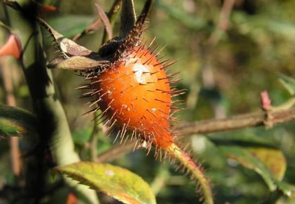 十种天然的补肾中药,煮水喝男性补肾的中药配方大全