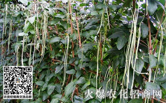 豆角枯萎病与豆角根腐病区别,豆角枯萎病