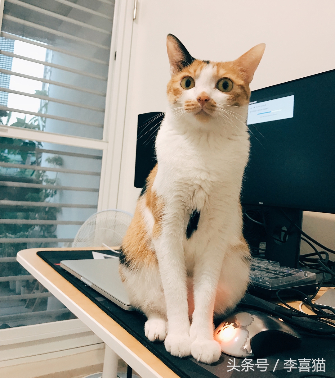 大名鼎鼎的中华气死猫,专业欺负铲屎官,谁养谁知道