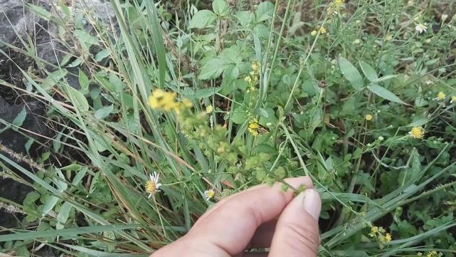 仙鹤草有其他名称吗,仙鹤草的作用与功效治什么病