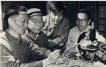 中国人在迪拜利用海水收割水稻,迪拜沙漠种植海水稻成功