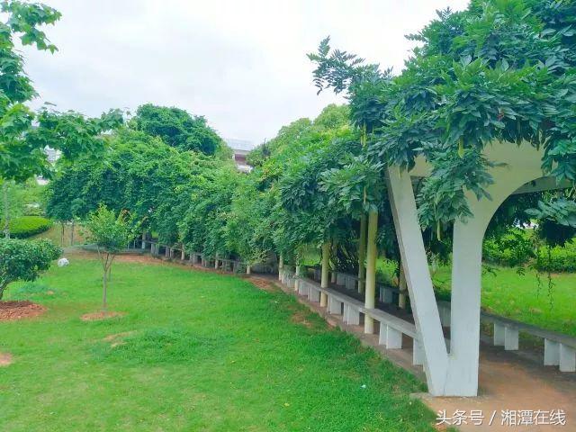 湘大采访,湘大不说再见