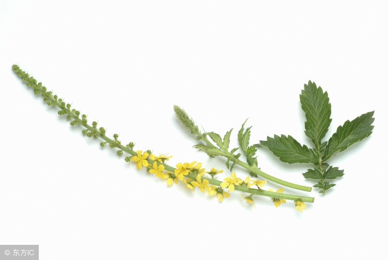 中药不传之秘之仙鹤草,每日一剂中草药