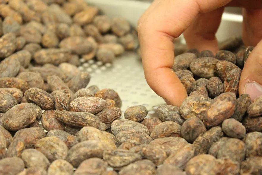 伦敦手工制作,带你看巧克力制作全过程