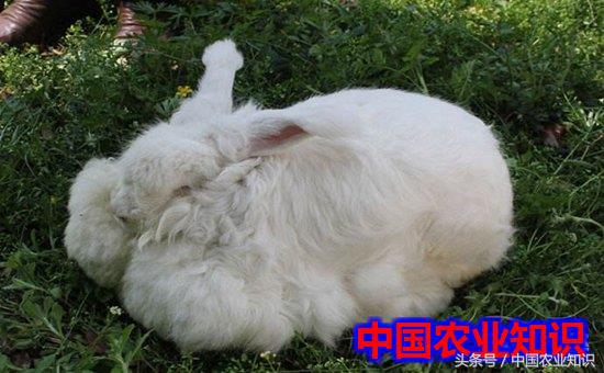 长毛兔该怎么养活,长毛兔到家前做什么准备