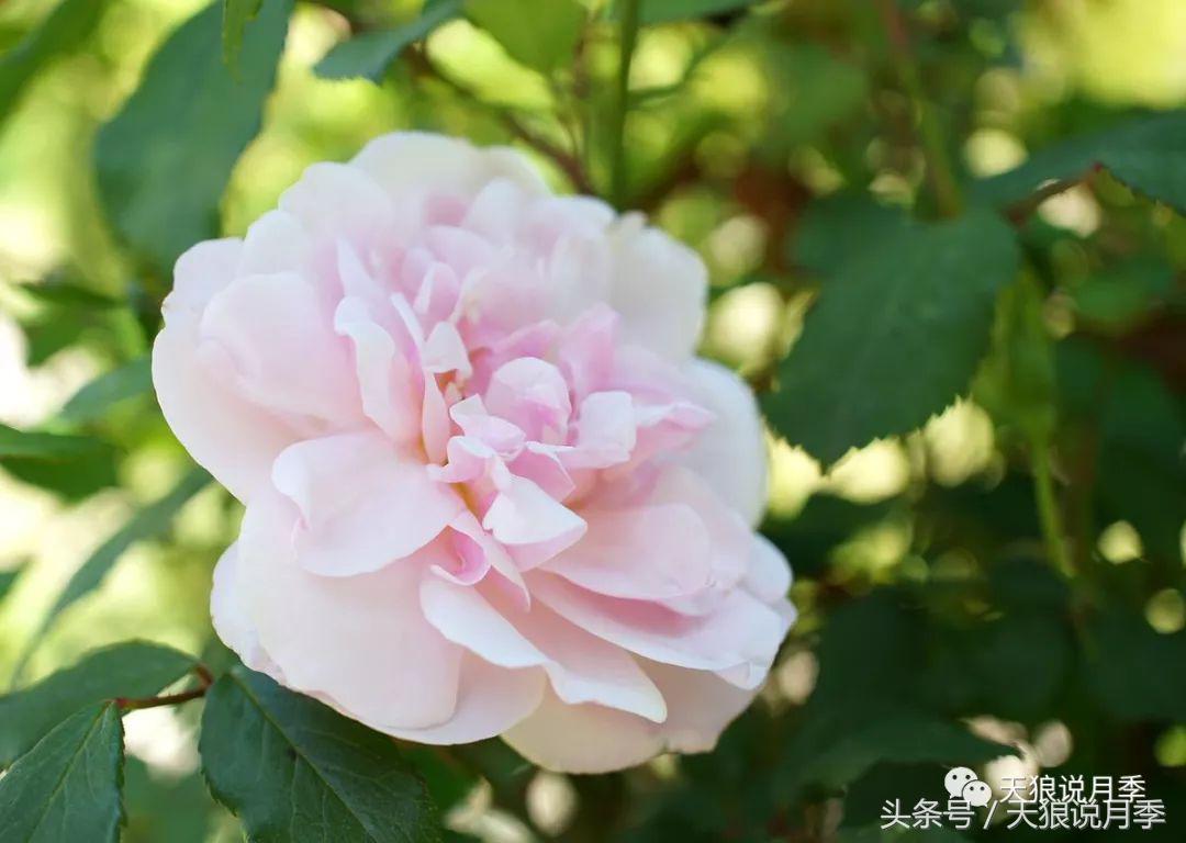 有哪些中国古老月季原生品种,中国四大古典月季