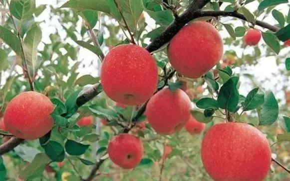 果园地面除草误打草甘膦怎解决,果树误打除草药有效吗