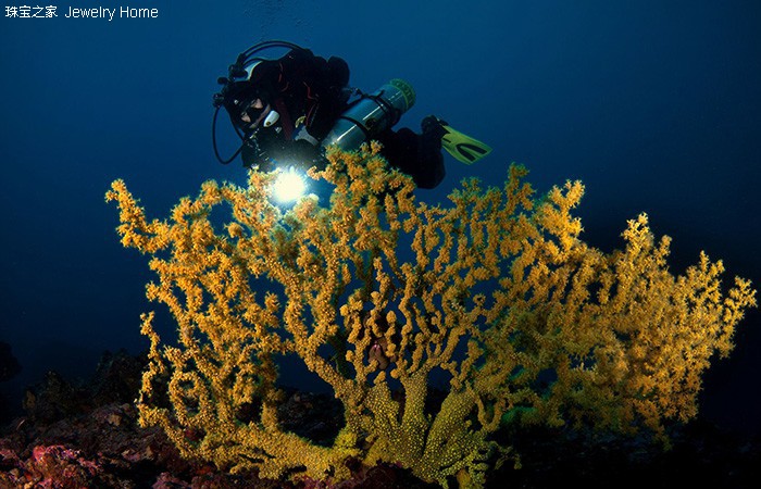 红珊瑚和阿卡沙丁哪个好,阿卡沙丁momo区别