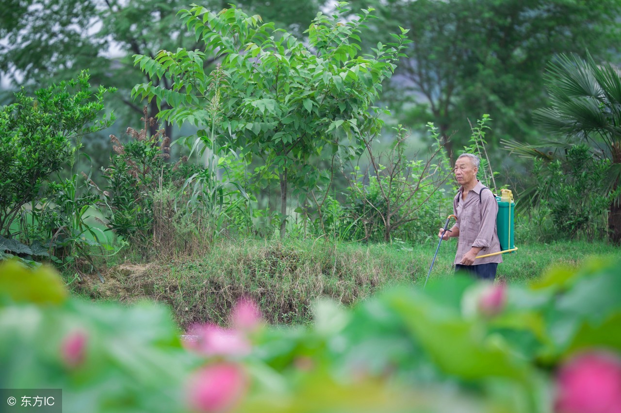 什么草能减肥效果最好,北方常见的减肥草