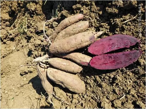 十大紫薯,南紫薯008品种介绍