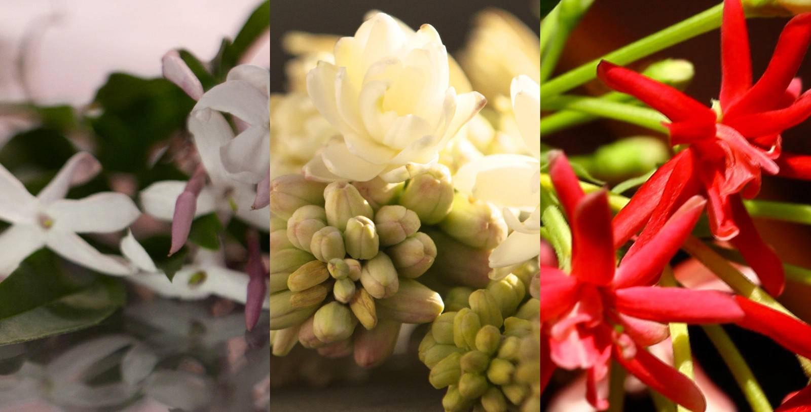 巴宝莉香水调香师 (巴宝莉香水怎么喷持久)