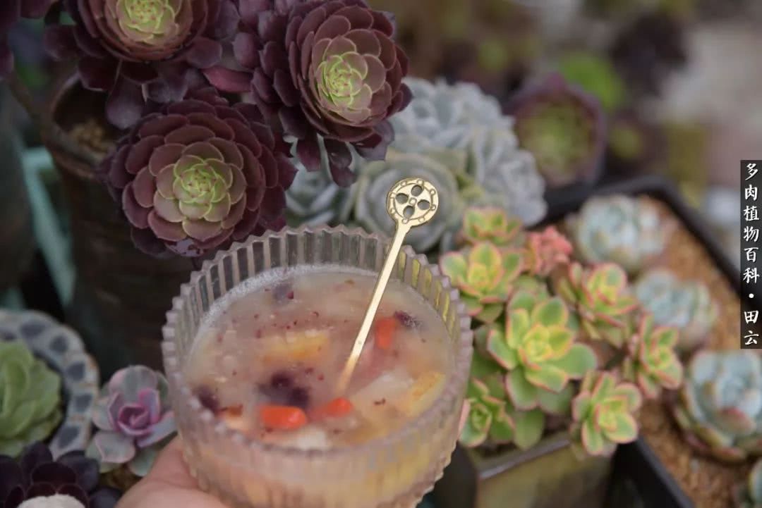 推开多肉世界的门，原来你与美食来自同一国度！