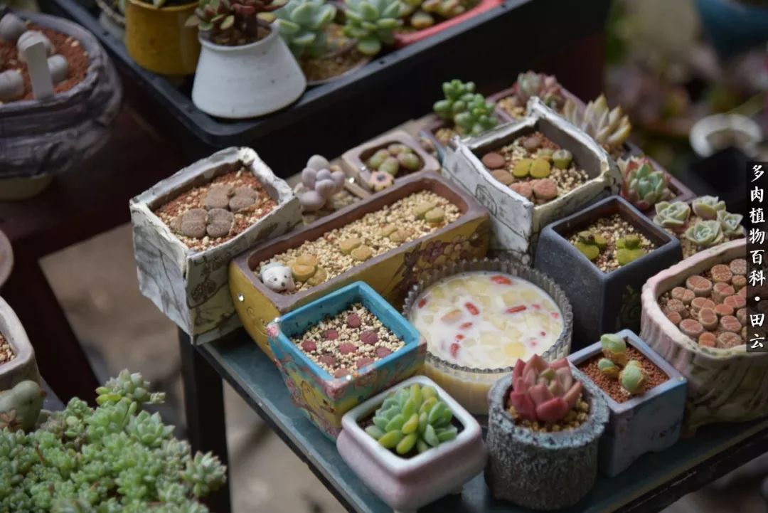 推开多肉世界的门，原来你与美食来自同一国度！