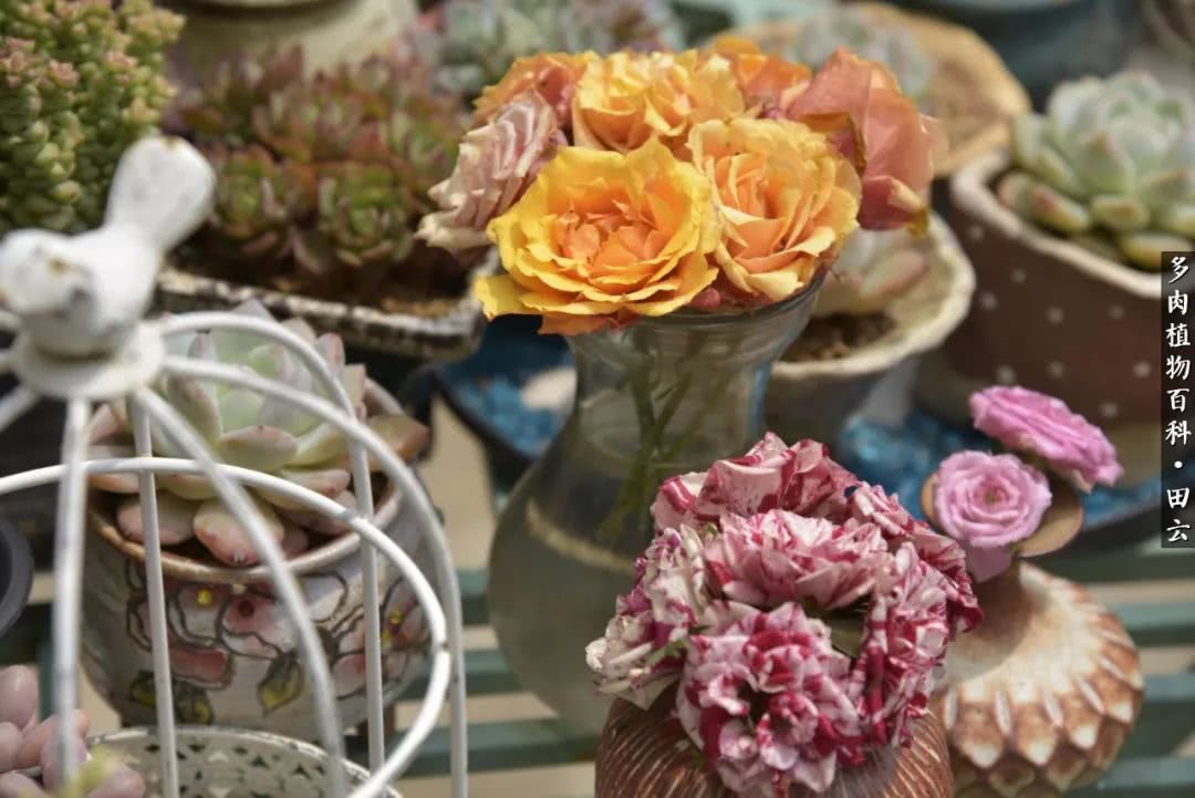 推开多肉世界的门，原来你与美食来自同一国度！