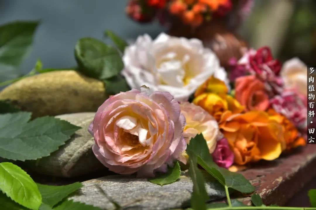 推开多肉世界的门，原来你与美食来自同一国度！