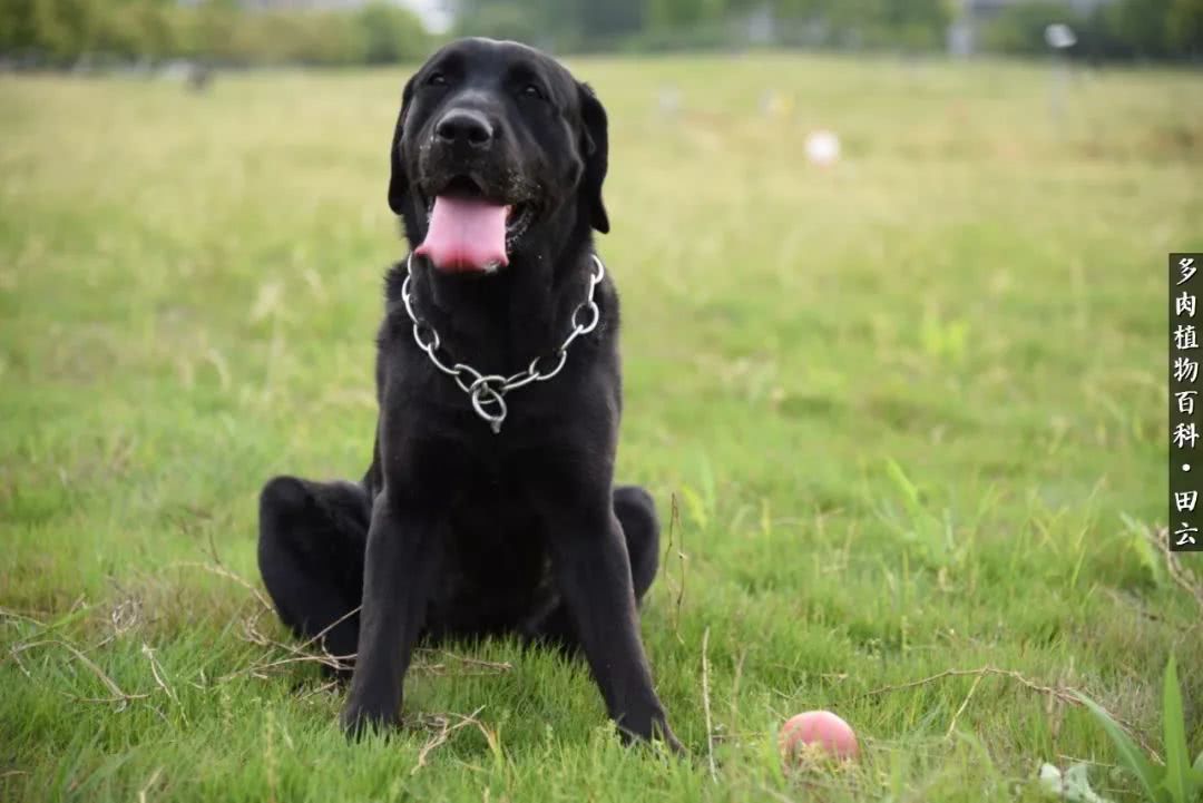 推开多肉世界的门，原来你与美食来自同一国度！