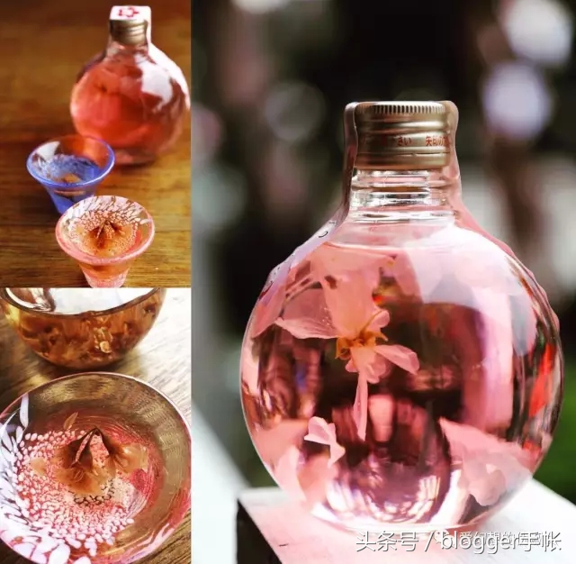 赏樱花的季节赏美人,赏樱的烂漫时节